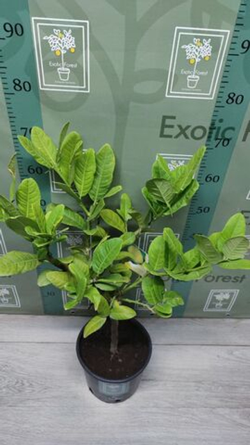 Cedro Maxima