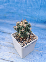 Ferocactus Townsendianus (Ферокактус)