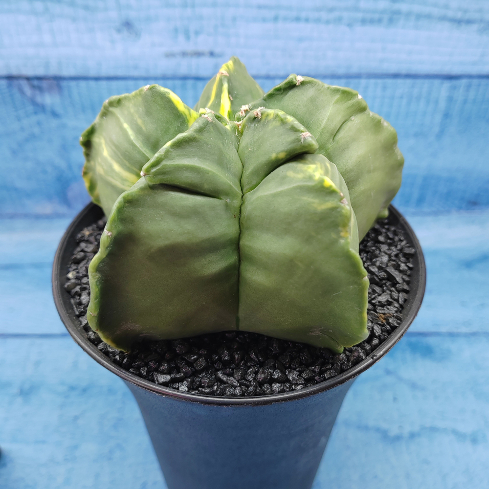 Astrophytum Myriostigma variagate XXL (Астрофитум)