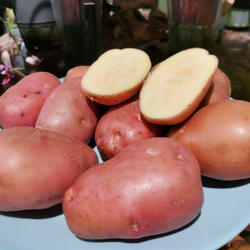 10 КЛУБНЕЙ картофеля Дочь Сарпо