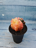 Gymnocalycium Variegata (Гимнокалициум Вариегатный)