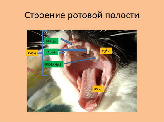 Муляж ротовой полости