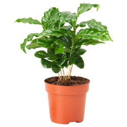 IKEA COFFEA ARABICA  (ИКЕА СОФФЕА АРАБИСА)  -  Растение в горшке - кофе 9 см