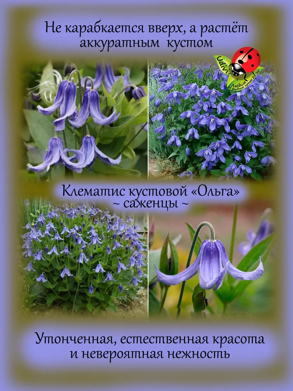 Клематис Ольга кустовой