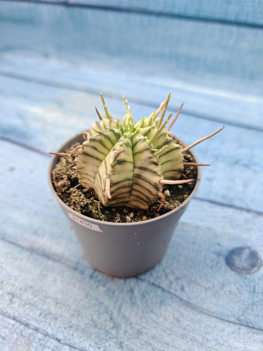 Euphorbia meloformis f. Variegated (Эуфорбия вариегатная)