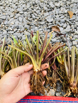 Такка Зеленая (Летучая Мышь) Tacca integrifolia корневище