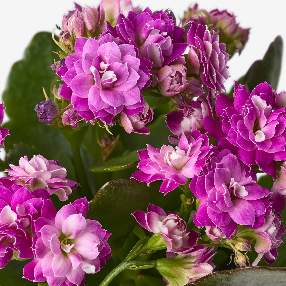 IKEA KALANCHOE  (ИКЕА КАЛАНСХОЕ)  -  Комнатное растение - Flaming Katy разные цвета 6 см