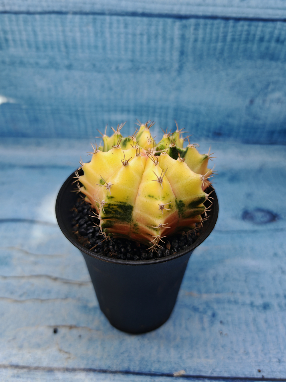 Gymnocalycium Variegata (Гимнокалициум Вариегатный)