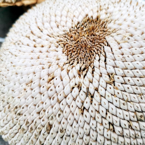 Белый Элефант Подсолнечник - White Elephant Sunflower