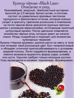 Бузина черная Блек Лейс Черное кружево