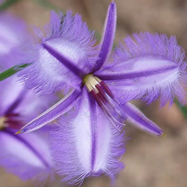 Бахрома Лилии Thysanotus Multiflorus семена