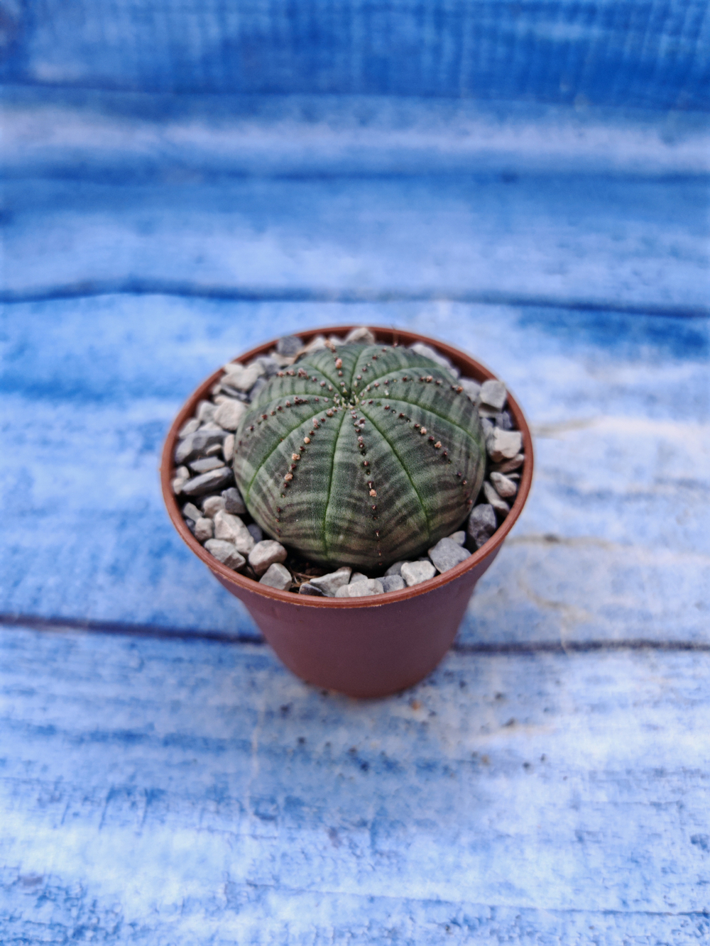 Euphorbia Obesa (Эуфорбия)