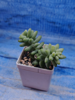Sedum Burrito (Седум)