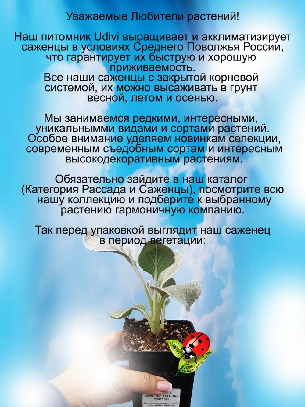 Крестовник Крылья Ангела