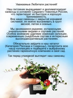 Мюленбекия Маори вариегатная