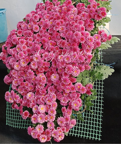 Каскадная хризантема Rose 🌿 /поставка |май 2027|саженец|
