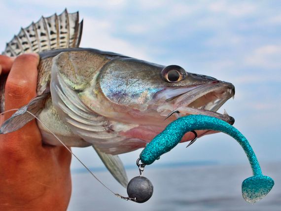 Виброхвосты съедобные LJ Pro Series MINNOW 2.2in (5,6 см), цв. T05, 10 шт.