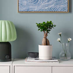 IKEA FICUS  (ИКЕА ФИСУС)  -  Растение в горшке - бонсай разные цвета 12 см