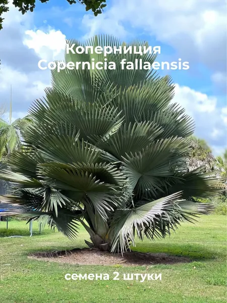 Коперниция фальяэнсис Copernicia fallaensis семена 2 штуки