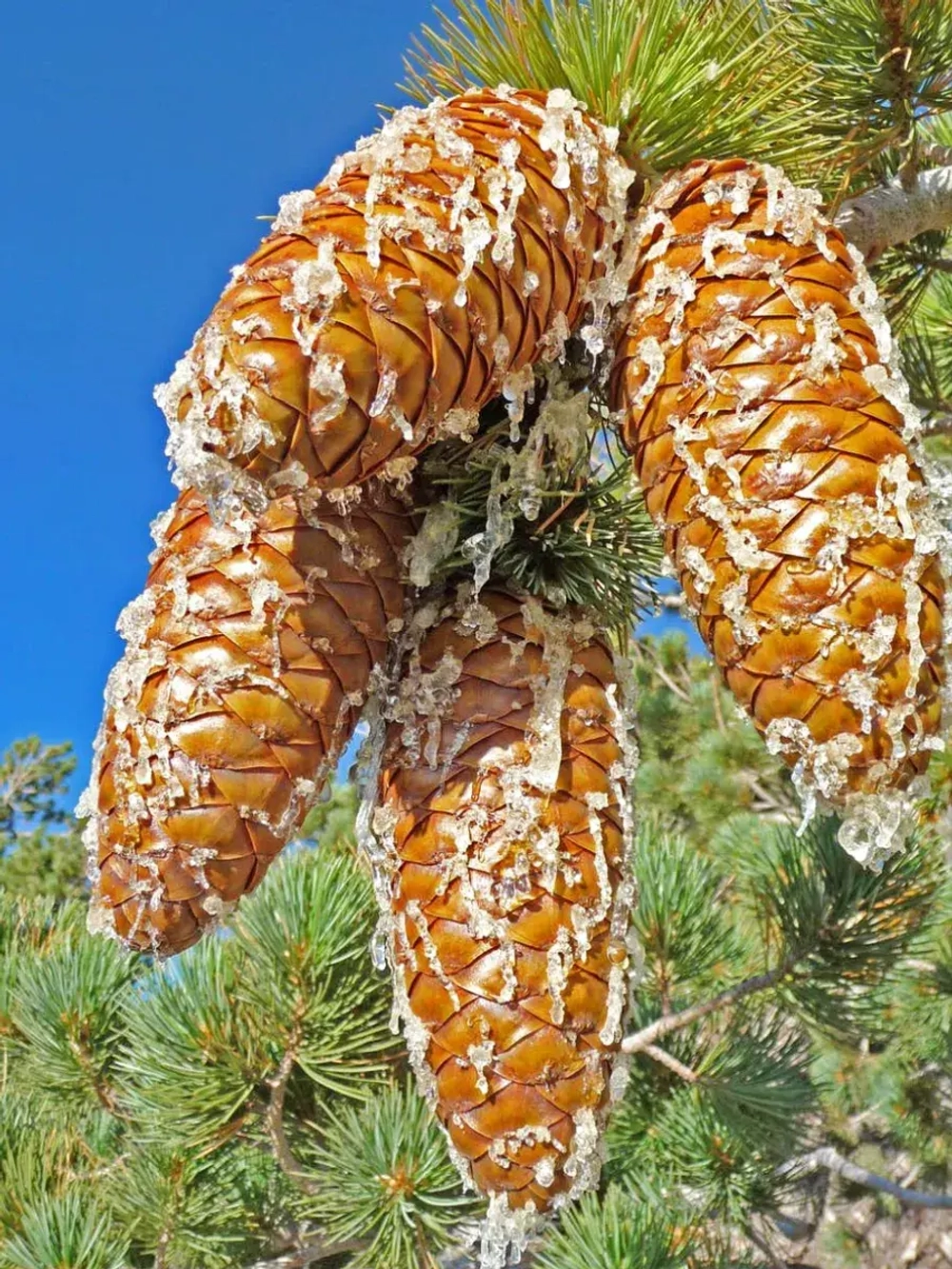 Семена Сосна Ламберта (Pinus lambertiana) 1гр