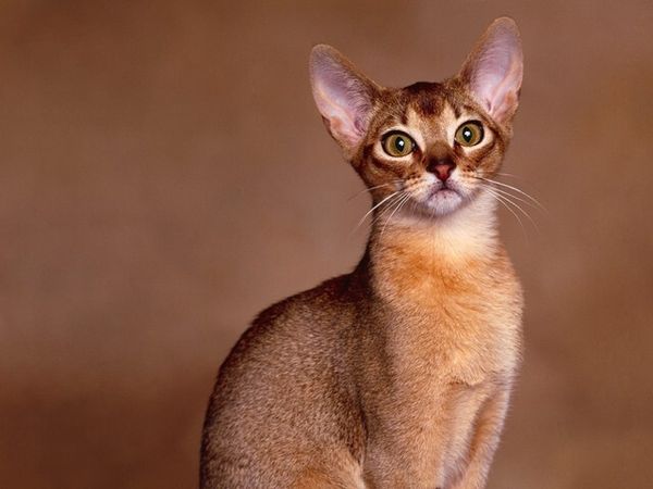 Знакомимся, абиссинская кошка Знакомимся, абиссинская кошка