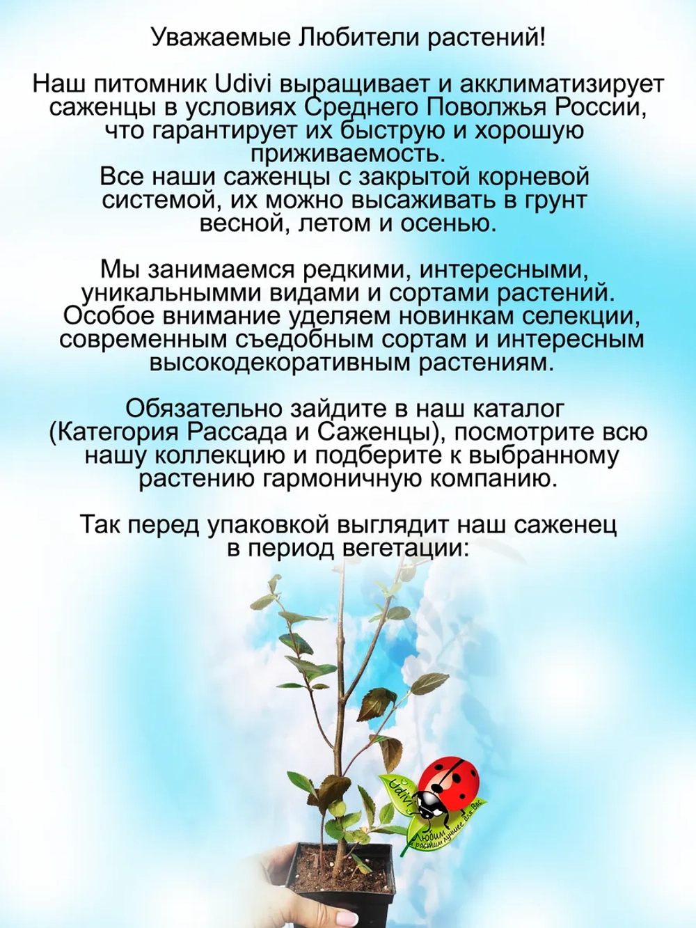 Черноплодная рябина Мулатка арония черноплодная
