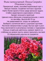 Флокс Текила Санрайс метельчатый