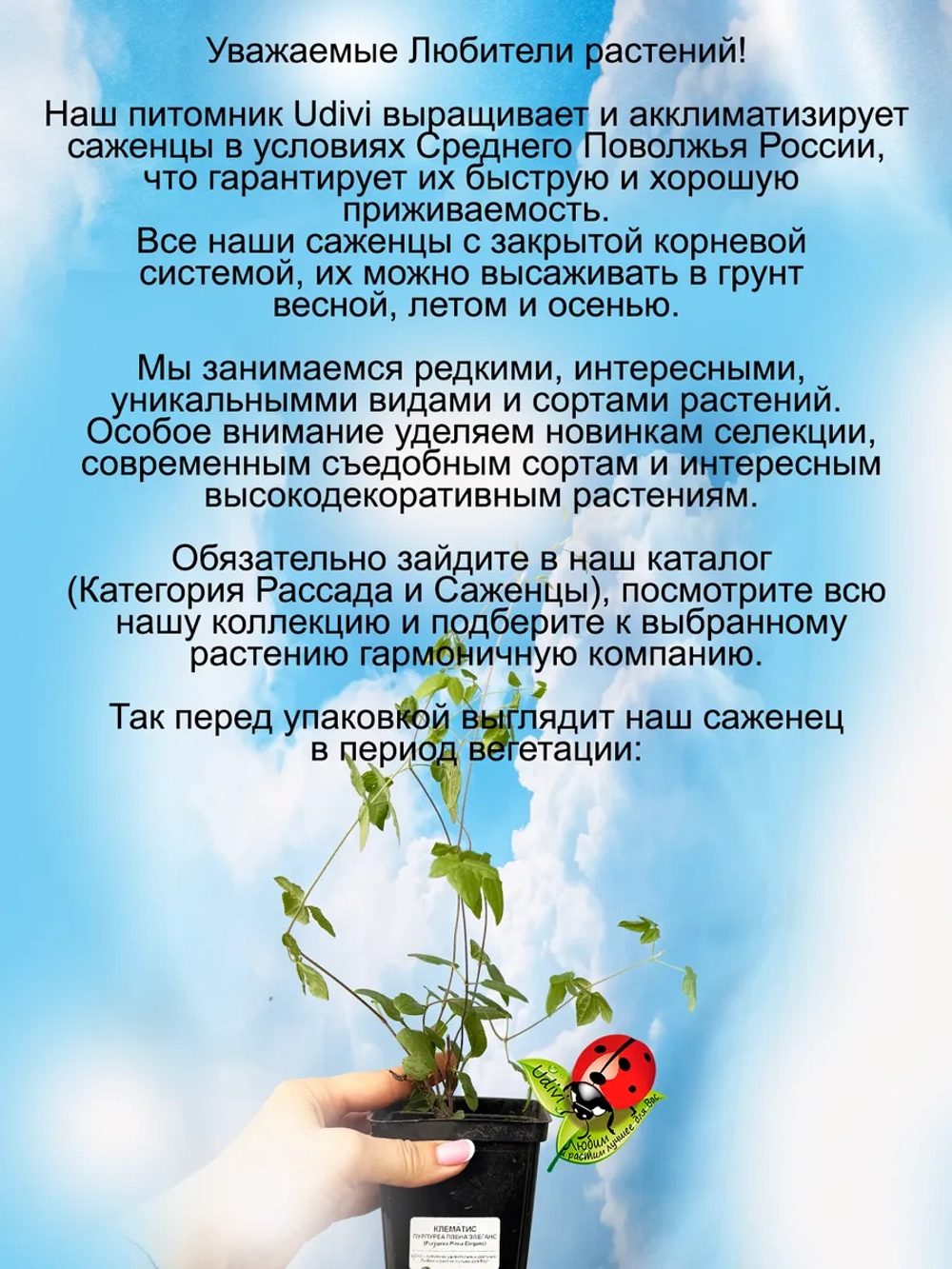 Клематис Пурпуреа Плена Элеганс махровый неукрывной