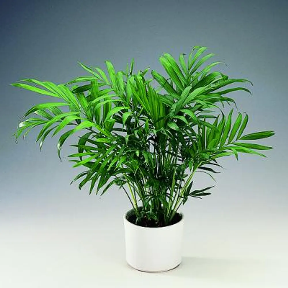 Хамедорея Изящная (Chamaedorea Elegans)