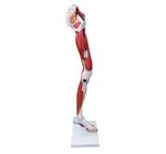 Анатомическая модель мышц ноги человека, 13 деталей XC-337
