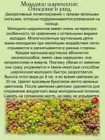 Молодило шароносное каменная роза многолетник