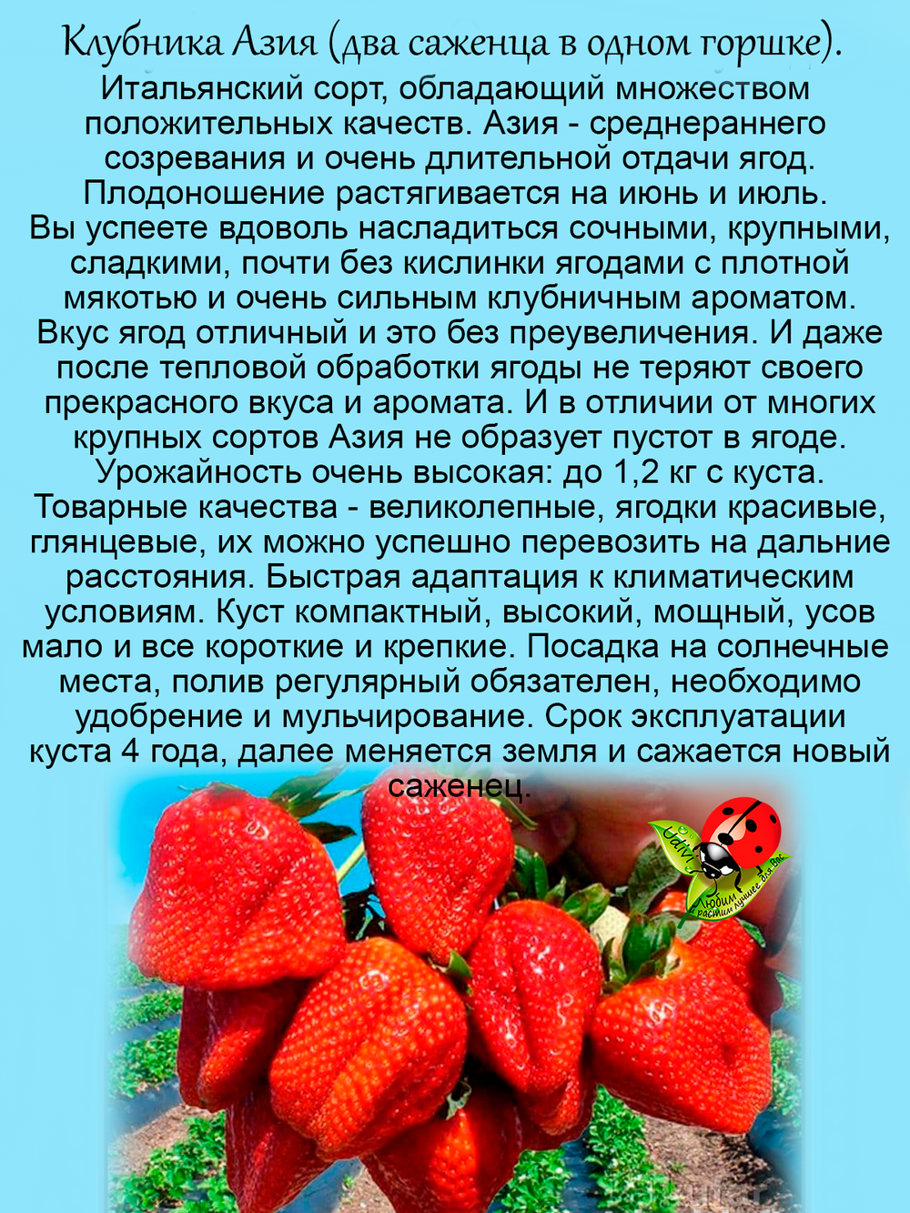 Клубника Азия 2 саженца в одном горшке