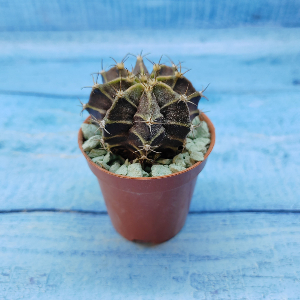 Gymnocalycium Friedrichii (Гимнокалициум)