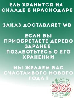 Ель новогодняя живая срубленая