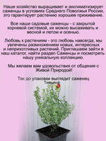 Тимьян Серебряная Королева лимонный чабрец
