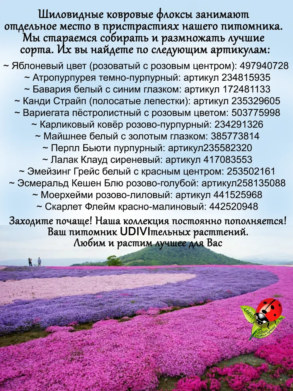 Флокс Яблоневый цвет шиловидный Эпл Блоссом