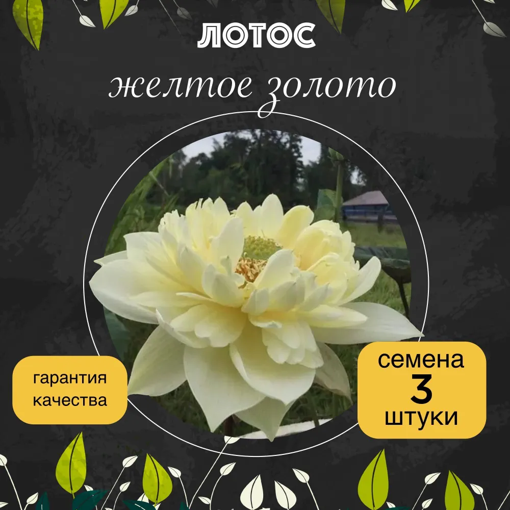 Лотос орехоносный "Желтое золото" семена 3 штуки