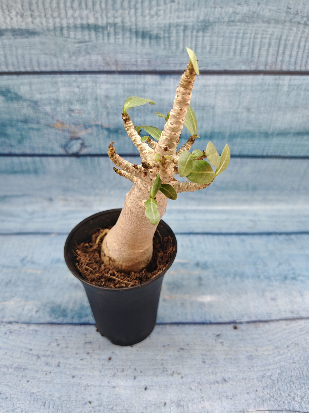 Adenium Baobab (Адениум)