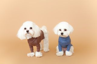 HUG ME DOG