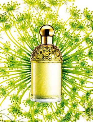 Guerlain Aqua Allegoria Angelique Lilas
