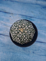 Astrophytum Asterias (Астрофитум)