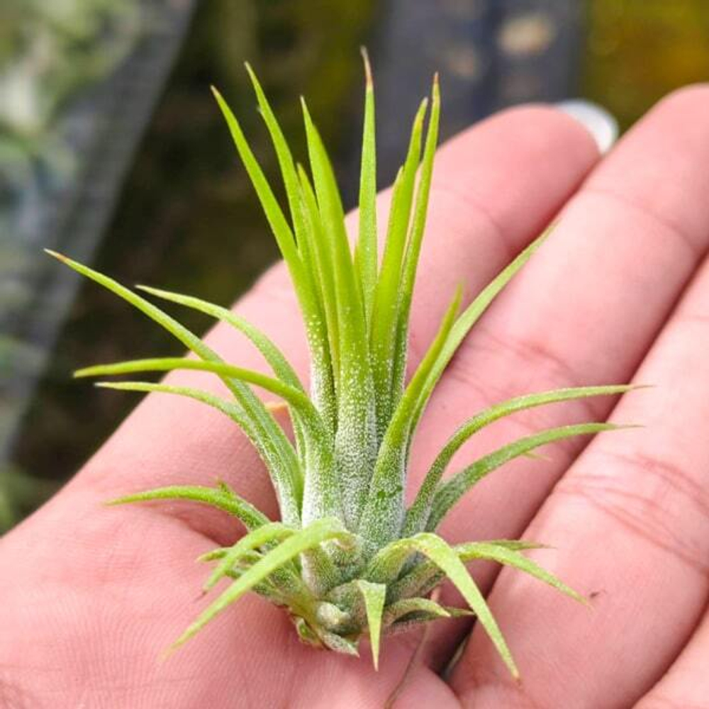 Тилландсия ionantha Fuego Thin S