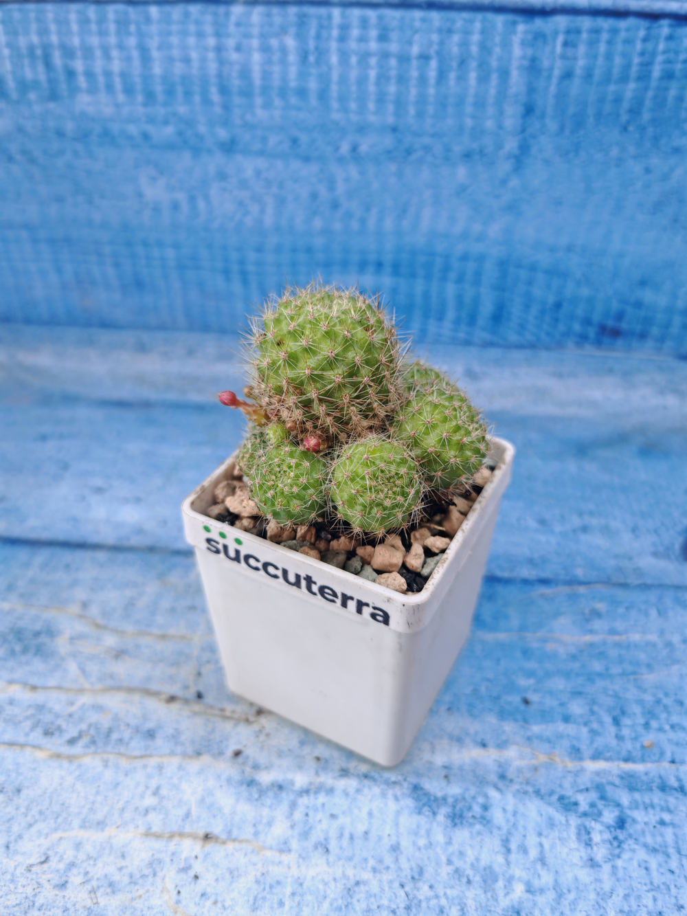 Rebutia Pulvinosa (Ребуция)