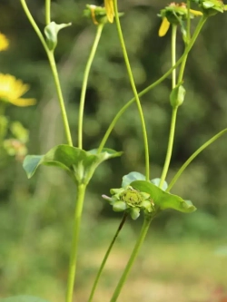 Семена Сильфия пронзеннолистная (Silphium perfoliatum) 10гр