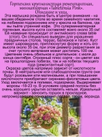 Гортензия "Таблетензия Пинк" суперкарлик