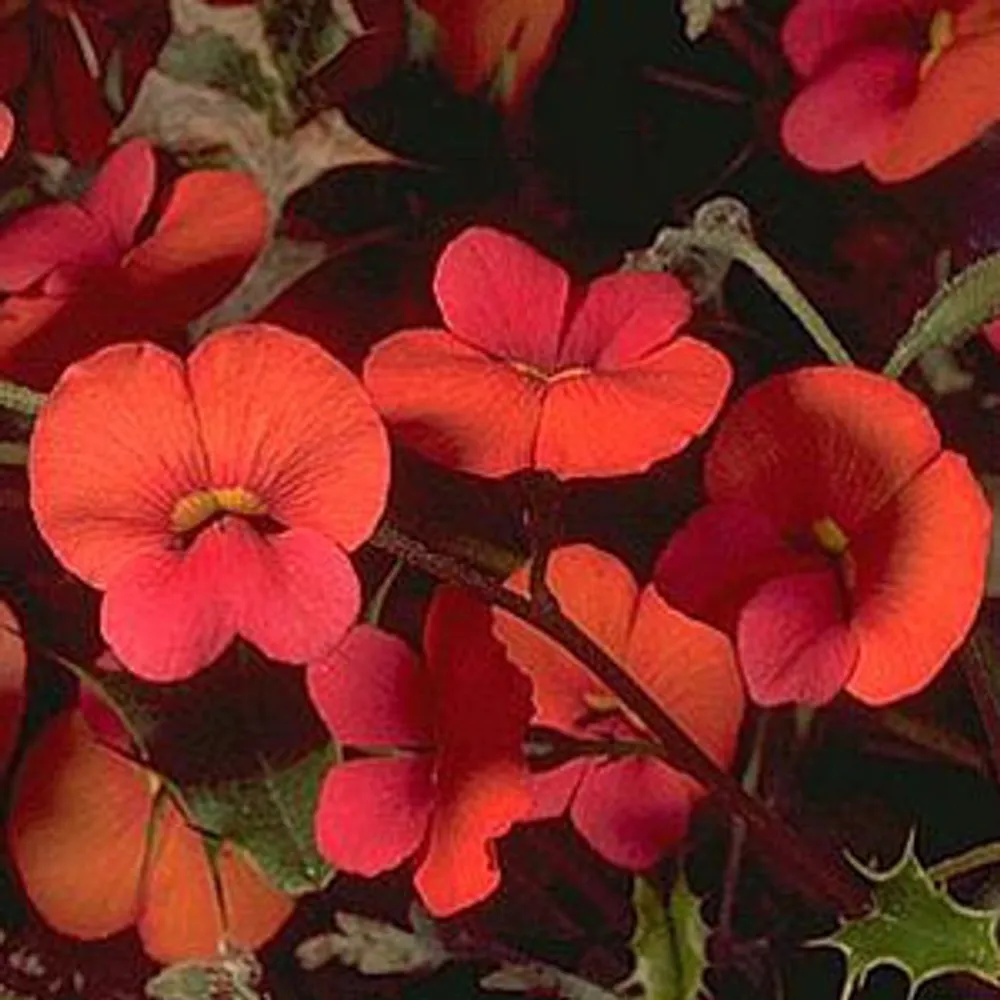 Chorizema ilicifolium (HOLLY FLAME PEA)