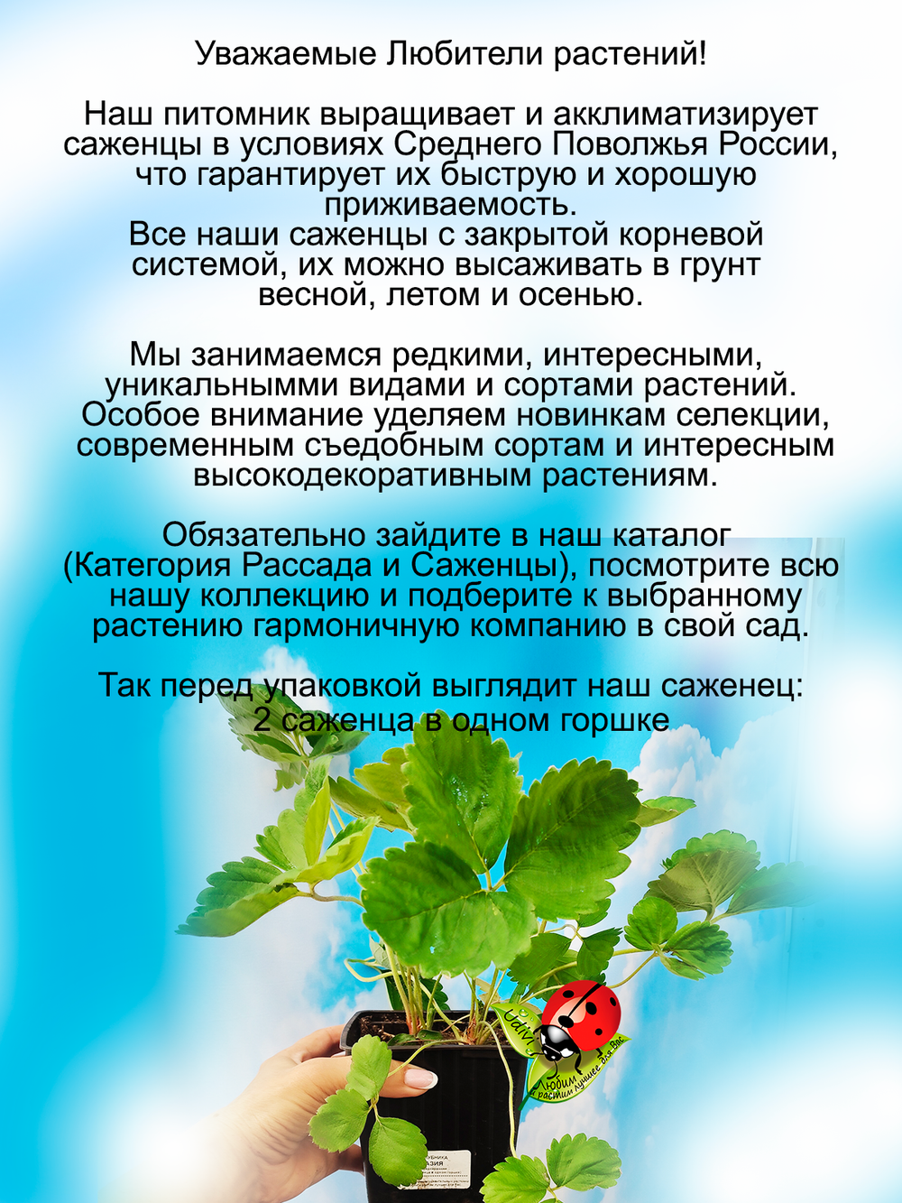 Клубника Азия 2 саженца в одном горшке