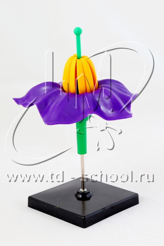 Цветок картофеля