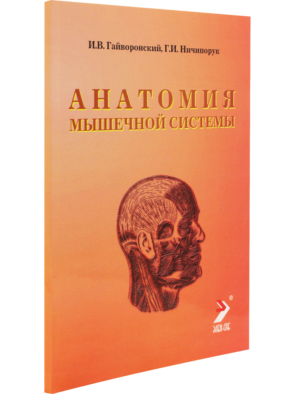 Анатомия мышечной системы